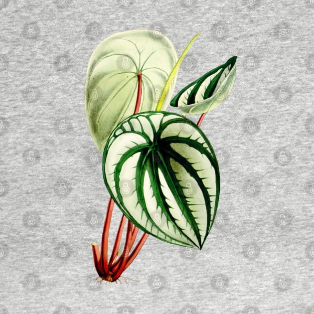 Peperomia argyreia - Curtis' botanical magazine - Botanical Illustration by chimakingthings